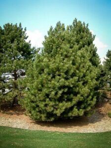 Сосна Чёрная (Pinus Nigra) купить по цене от 270.00р. в интернет-магазине «Посадика» с доставкой почтой в в Спас-Клепикие и по всей России – [изображение №1].