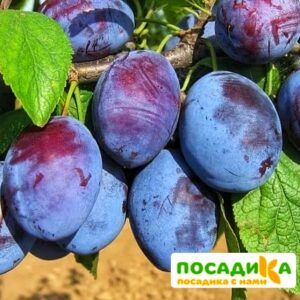 Слива Чачакская ранняя купить по цене от 229.00р. в интернет-магазине «Посадика» с доставкой почтой в в Спас-Клепикие и по всей России – [изображение №1].