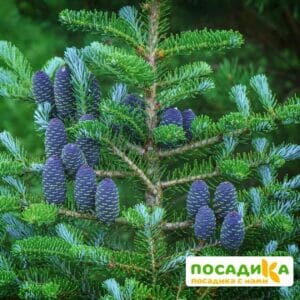 Пихта корейская (Abies koreana) купить по цене от 450.00р. в интернет-магазине «Посадика» с доставкой почтой в в Спас-Клепикие и по всей России – [изображение №1].