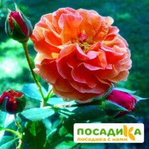 Роза Арабия купить по цене от 350.00р. в интернет-магазине «Посадика» с доставкой почтой в в Спас-Клепикие и по всей России – [изображение №1].