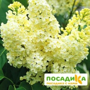 Сирень Примроуз (Primrose) купить по цене от 529.00р. в интернет-магазине «Посадика» с доставкой почтой в в Спас-Клепикие и по всей России – [изображение №1].