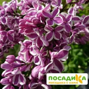 Сирень Сенсация купить по цене от 529.00р. в интернет-магазине «Посадика» с доставкой почтой в в Спас-Клепикие и по всей России – [изображение №1].