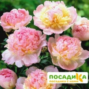 Пион Распберри Сандей (Paeonia Raspberry Sundae) купить по цене от 959р. в интернет-магазине «Посадика» с доставкой почтой в в Спас-Клепикие и по всей России – [изображение №1].