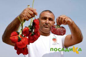 Клубника Гигант Джорнея купить по цене от 266р. в интернет-магазине «Посадика» с доставкой почтой в в Спас-Клепикие и по всей России – [изображение №1].