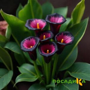 Калла Аура Лейс купить по цене от 400р. в интернет-магазине «Посадика» с доставкой почтой в в Спас-Клепикие и по всей России – [изображение №1].