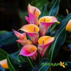 Калла Оникс купить по цене от 450р. в интернет-магазине «Посадика» с доставкой почтой в в Спас-Клепикие и по всей России – [изображение №1].