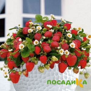 Клубника Рубиновый Шепот (горшечная) купить по цене от 240р. в интернет-магазине «Посадика» с доставкой почтой в в Спас-Клепикие и по всей России – [изображение №1].