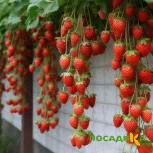 Клубника вьющаяся Комплимент купить по цене от 470р. в интернет-магазине «Посадика» с доставкой почтой в в Спас-Клепикие и по всей России – [изображение №1].