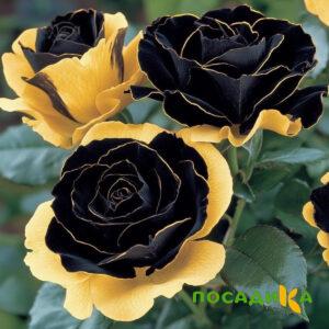 Роза Ханни Сикл купить по цене от 700р. в интернет-магазине «Посадика» с доставкой почтой в в Спас-Клепикие и по всей России – [изображение №1].