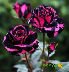 Роза Багровый Шепот купить по цене от 366р. в интернет-магазине «Посадика» с доставкой почтой в в Спас-Клепикие и по всей России – [изображение №1].