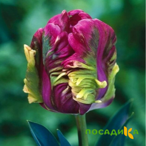 Тюльпан Экзотик Хэвен купить по цене от 186р. в интернет-магазине «Посадика» с доставкой почтой в в Спас-Клепикие и по всей России – [изображение №1].